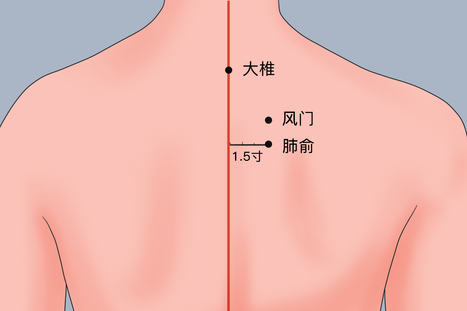 大椎、肺俞、风门位置图