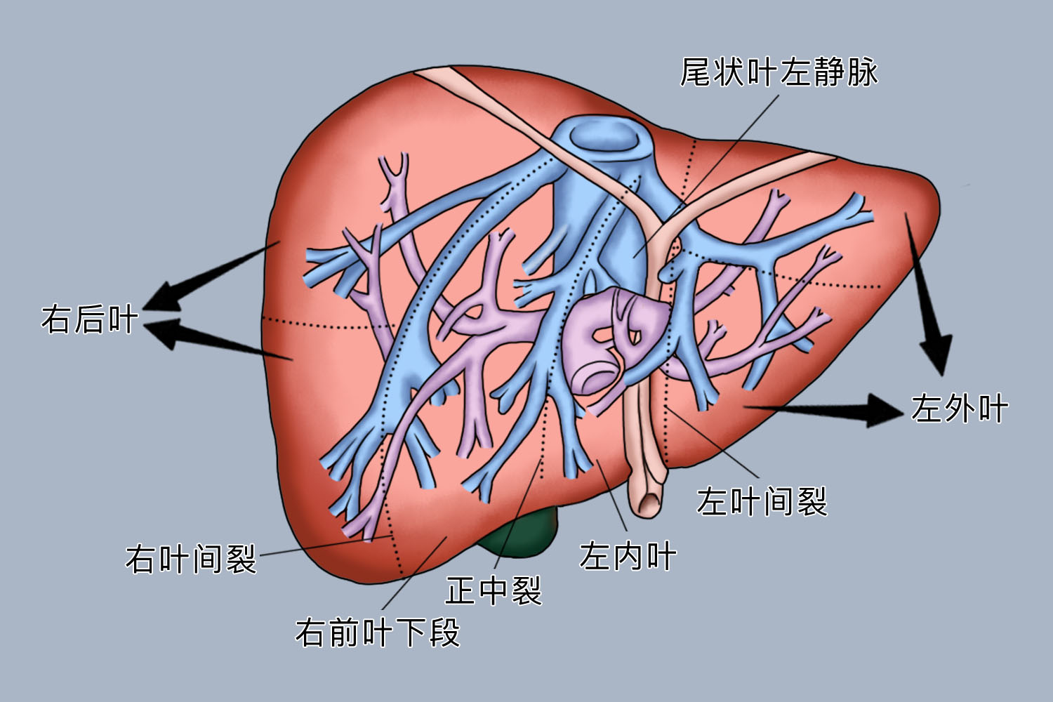 肝脏肝段划分法图