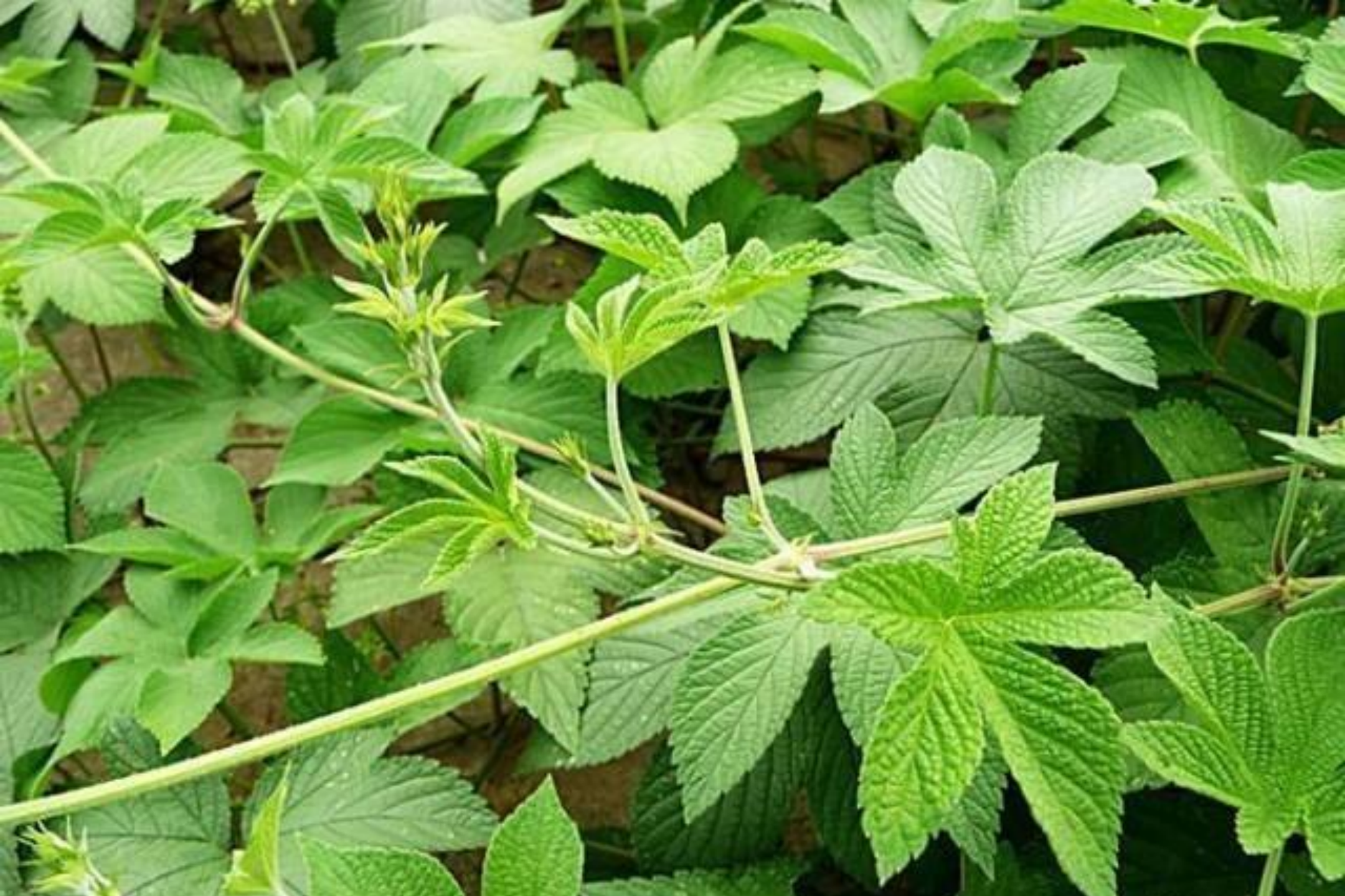 拉拉草植株图 拉拉草植株图