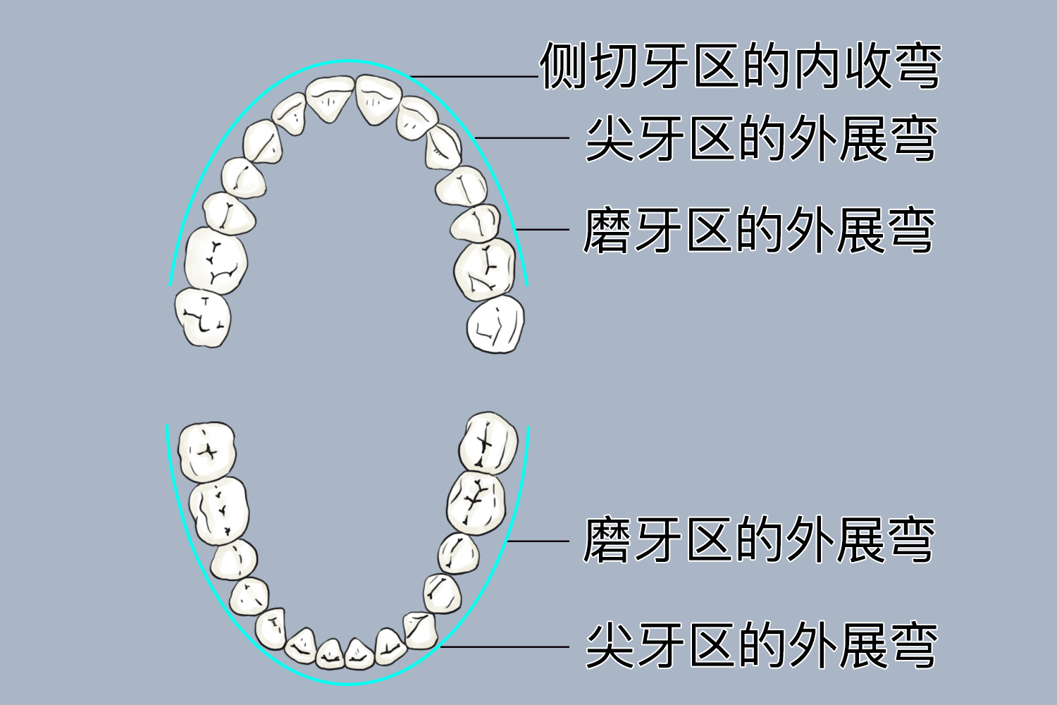 理想咬合面上下颌示意图