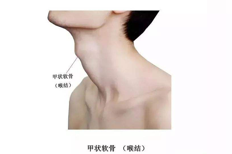 喉结位置图