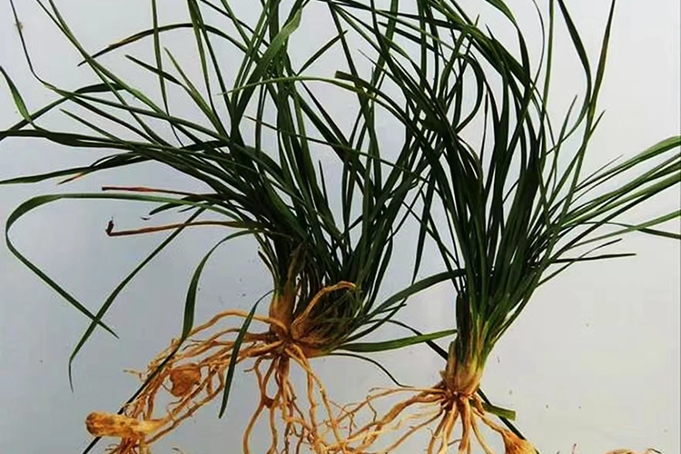 麦冬完整植株图 麦冬完整植株图