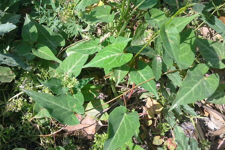 生何首乌植株图