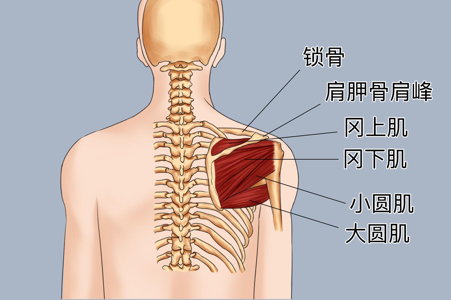 肩胛骨疼痛位置示意图图片