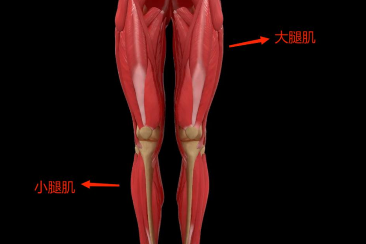 腿部肌肉 正面图片