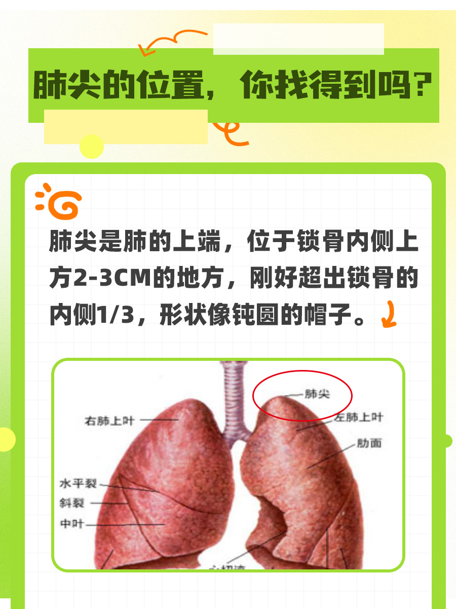 关于肺尖，你了解多少呢？