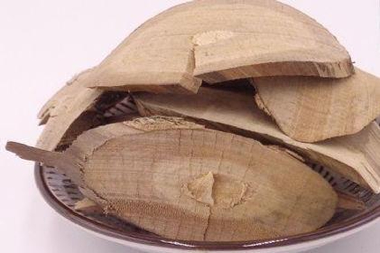 接骨丹树药材图