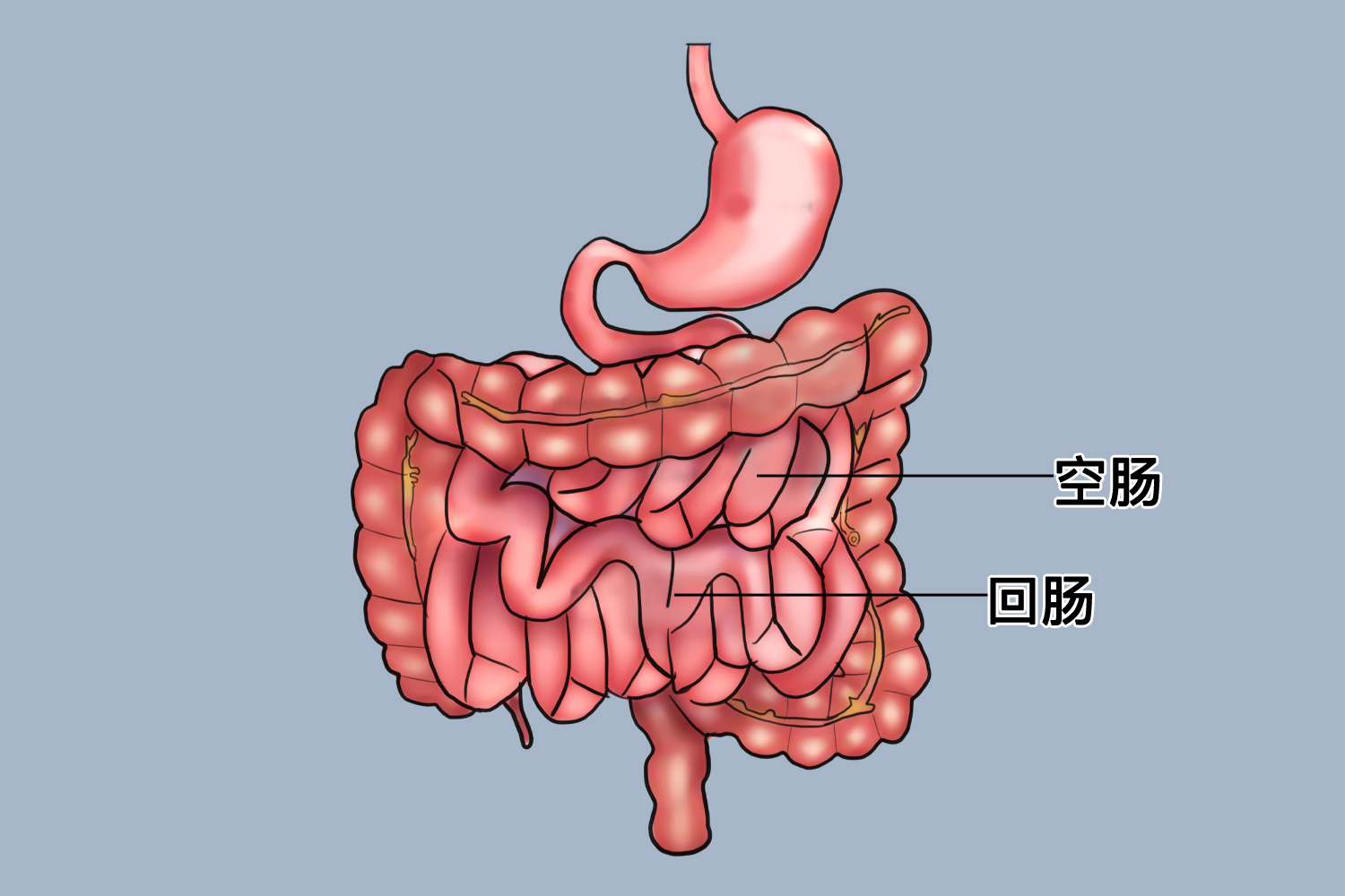 肠袢是什么图片