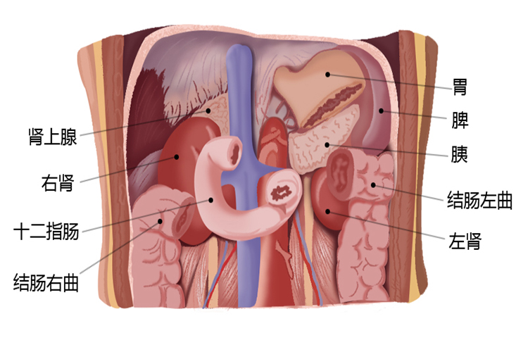 肾的位置和毗邻(前）图