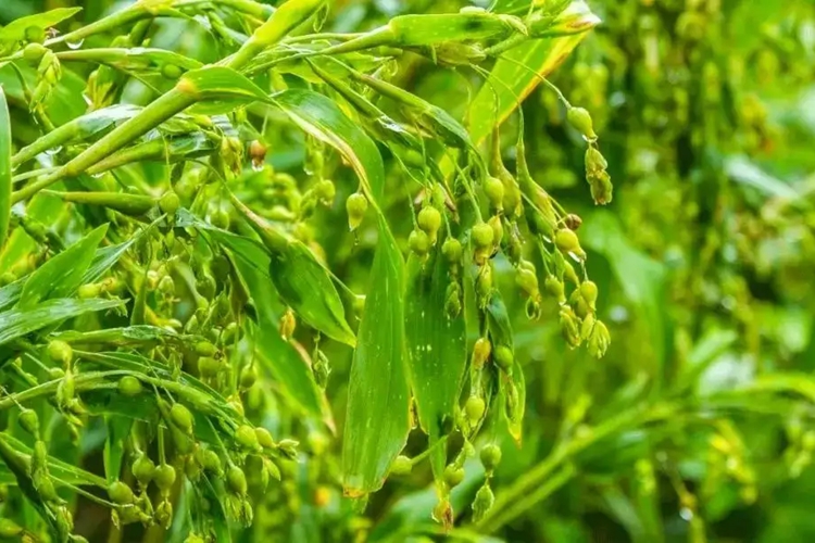 薏米植株图