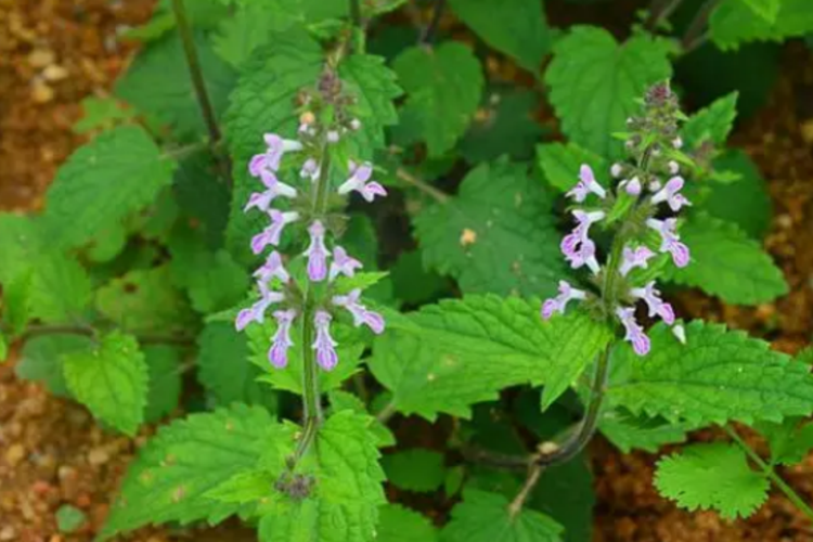 地蚕草为多年生草本植物,根茎横走,肉质,肥大,茎具4槽.