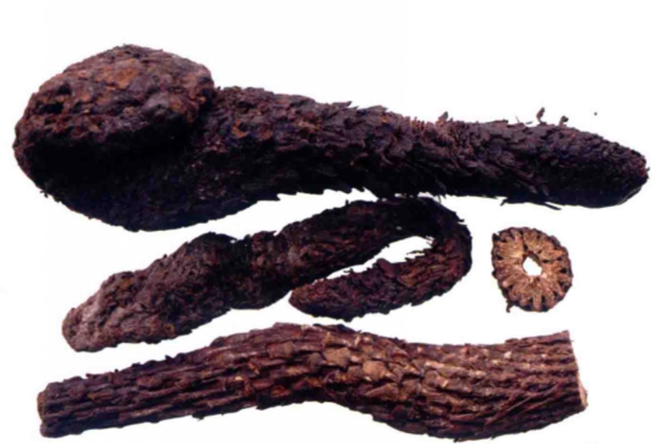 野生肉苁蓉药材图