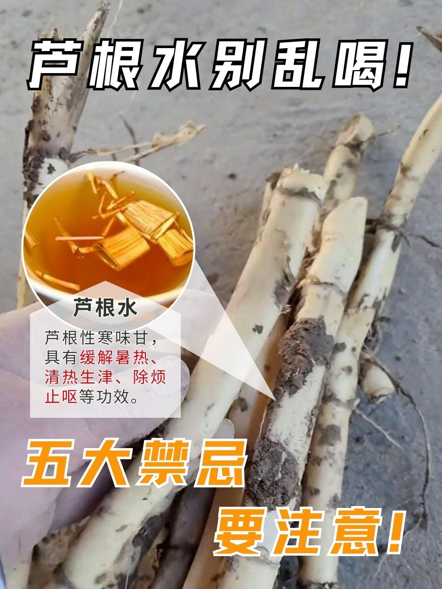 芦根水别乱喝！五大禁忌要注意！