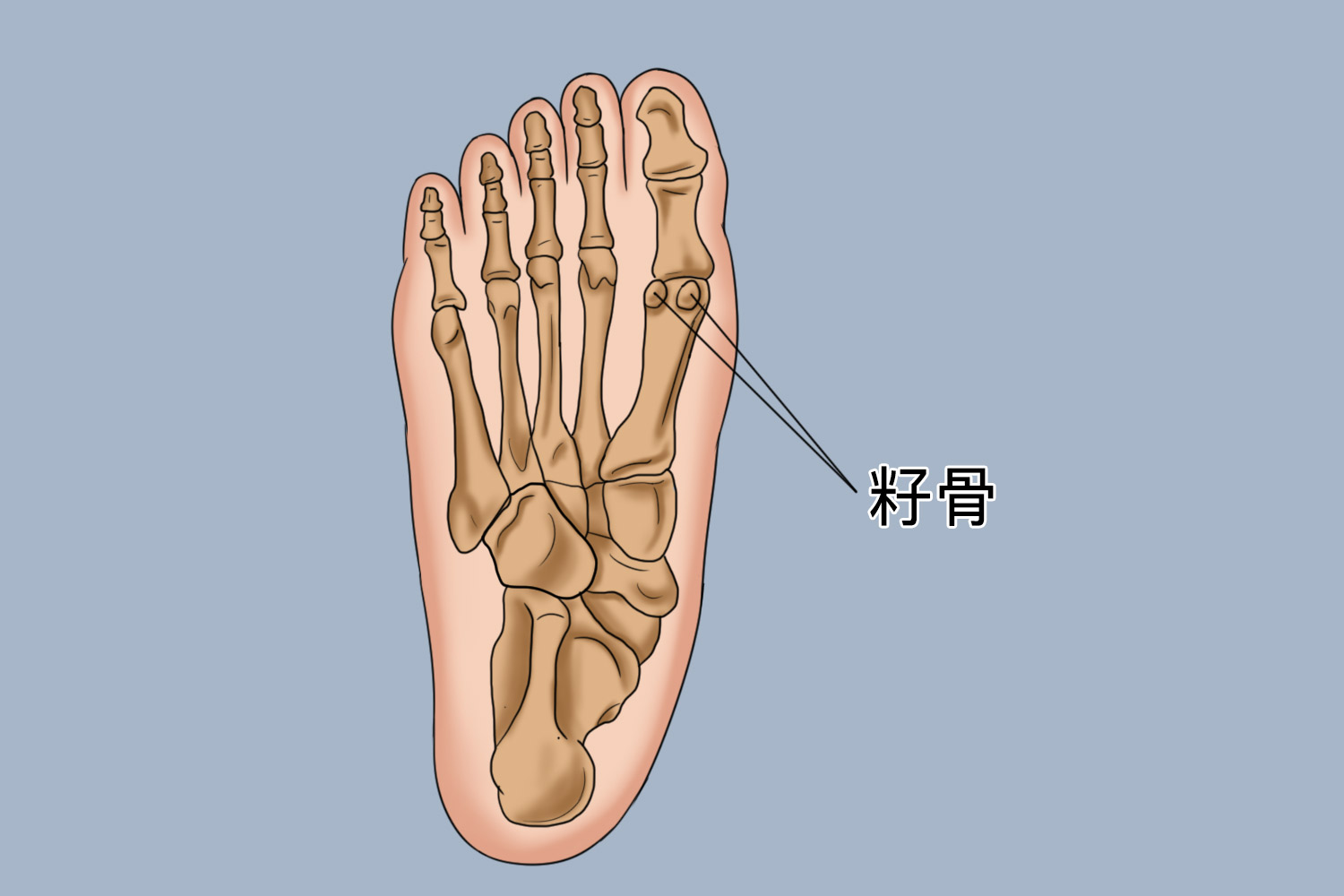 足籽骨的位置图