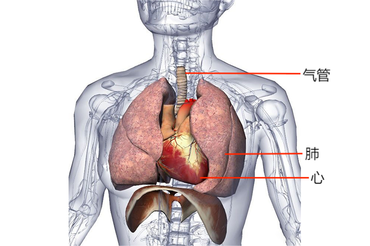 人体胸部器官相对位置图 人体胸部器官相对位置图