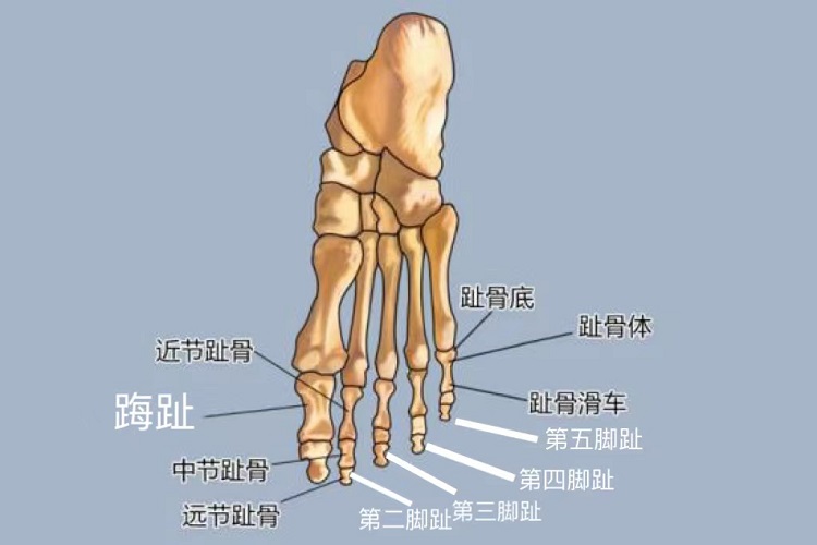 5个足趾解剖图