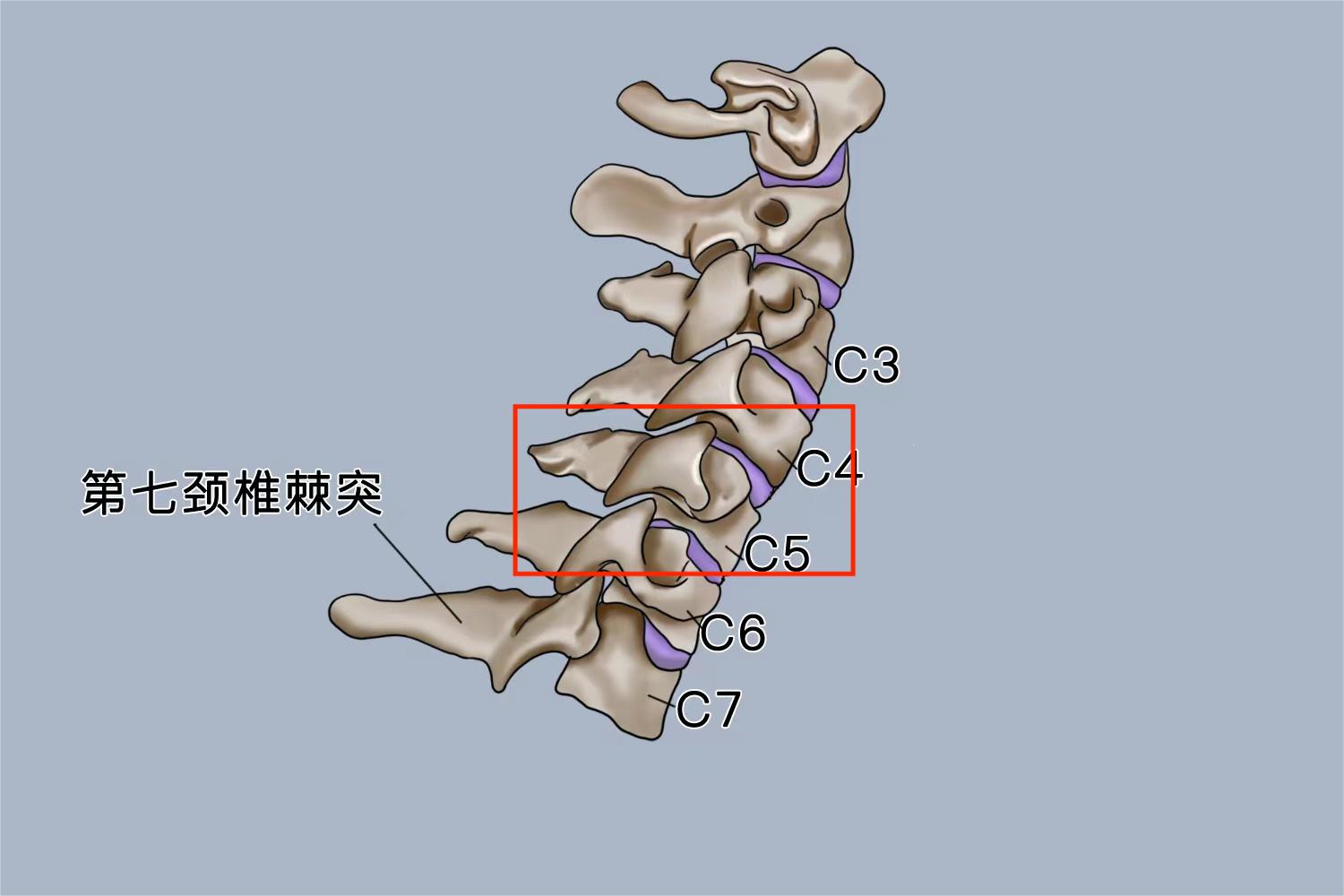 颈椎C5位置图