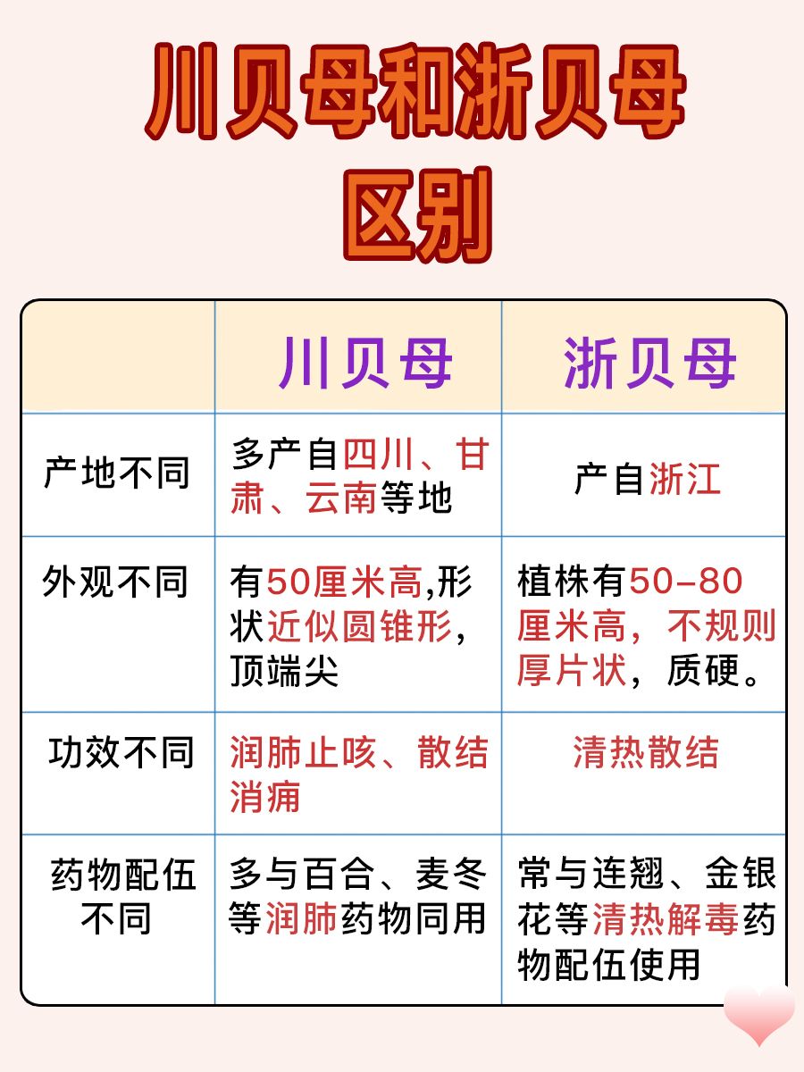 川贝母、浙贝母傻傻分不清？一文教你它们的区别