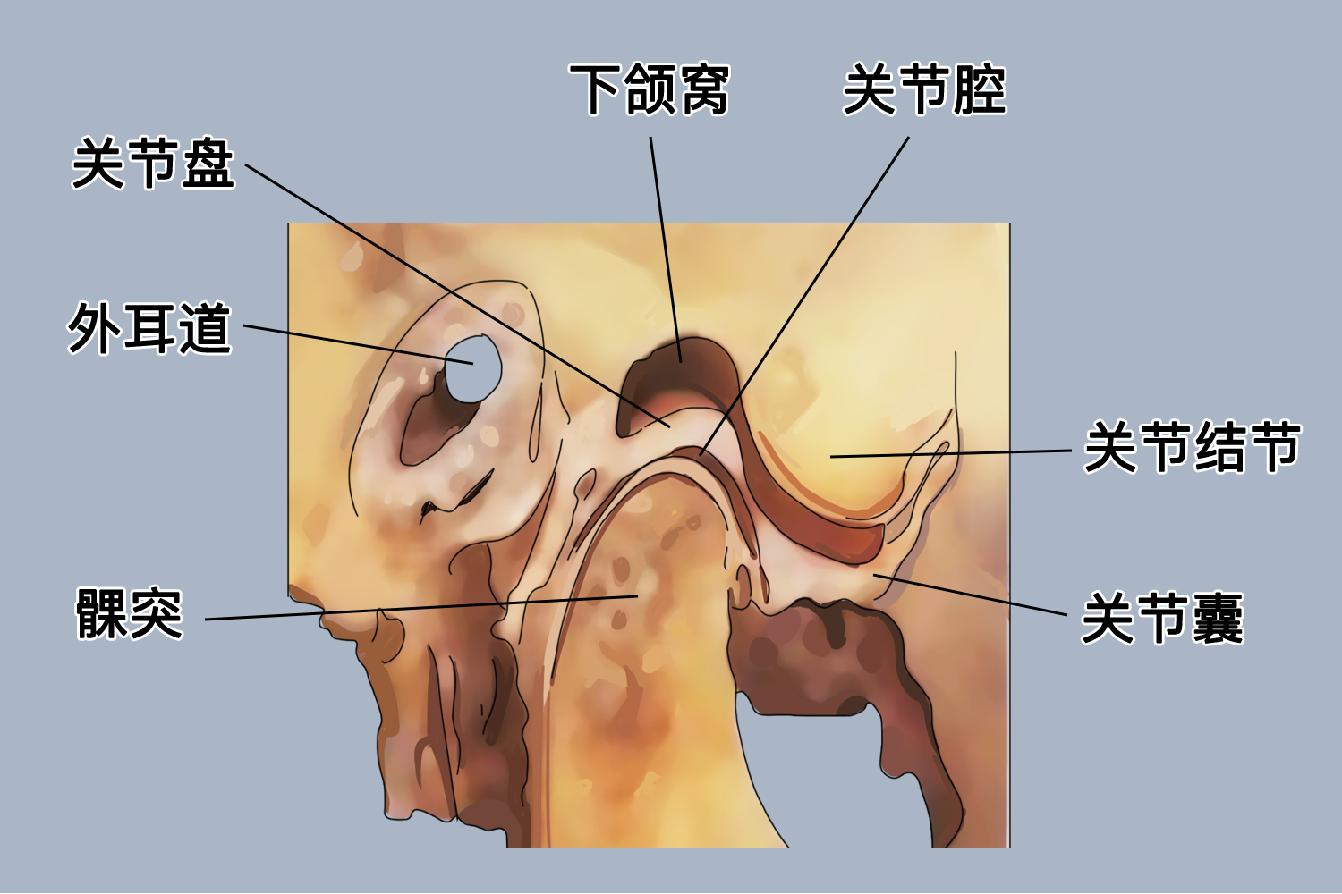 颞下颌关节结构图