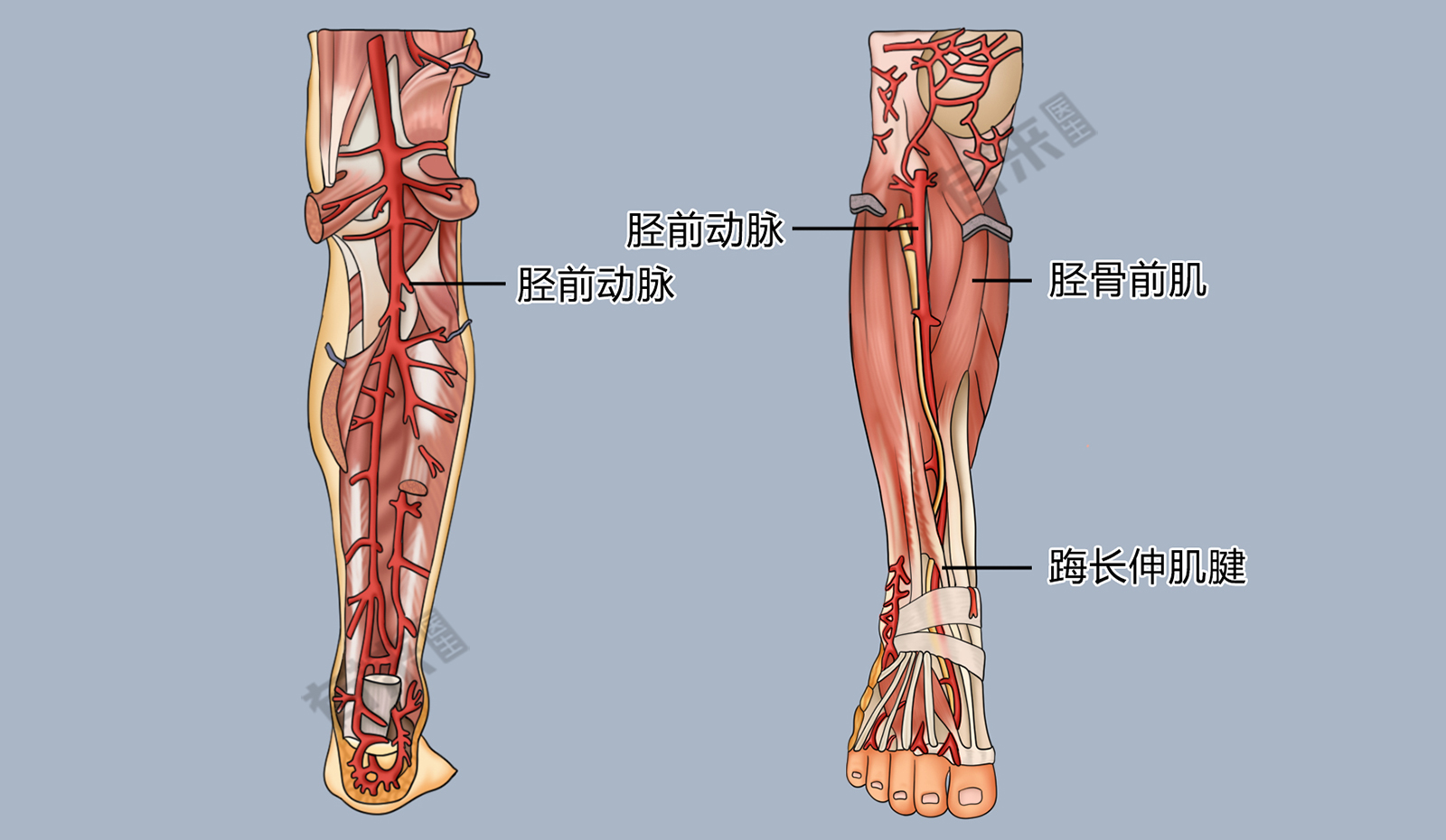 胫前动脉于腘肌下缘由腘动脉发出,向前穿骨间膜进入小腿前骨筋膜鞘,并
