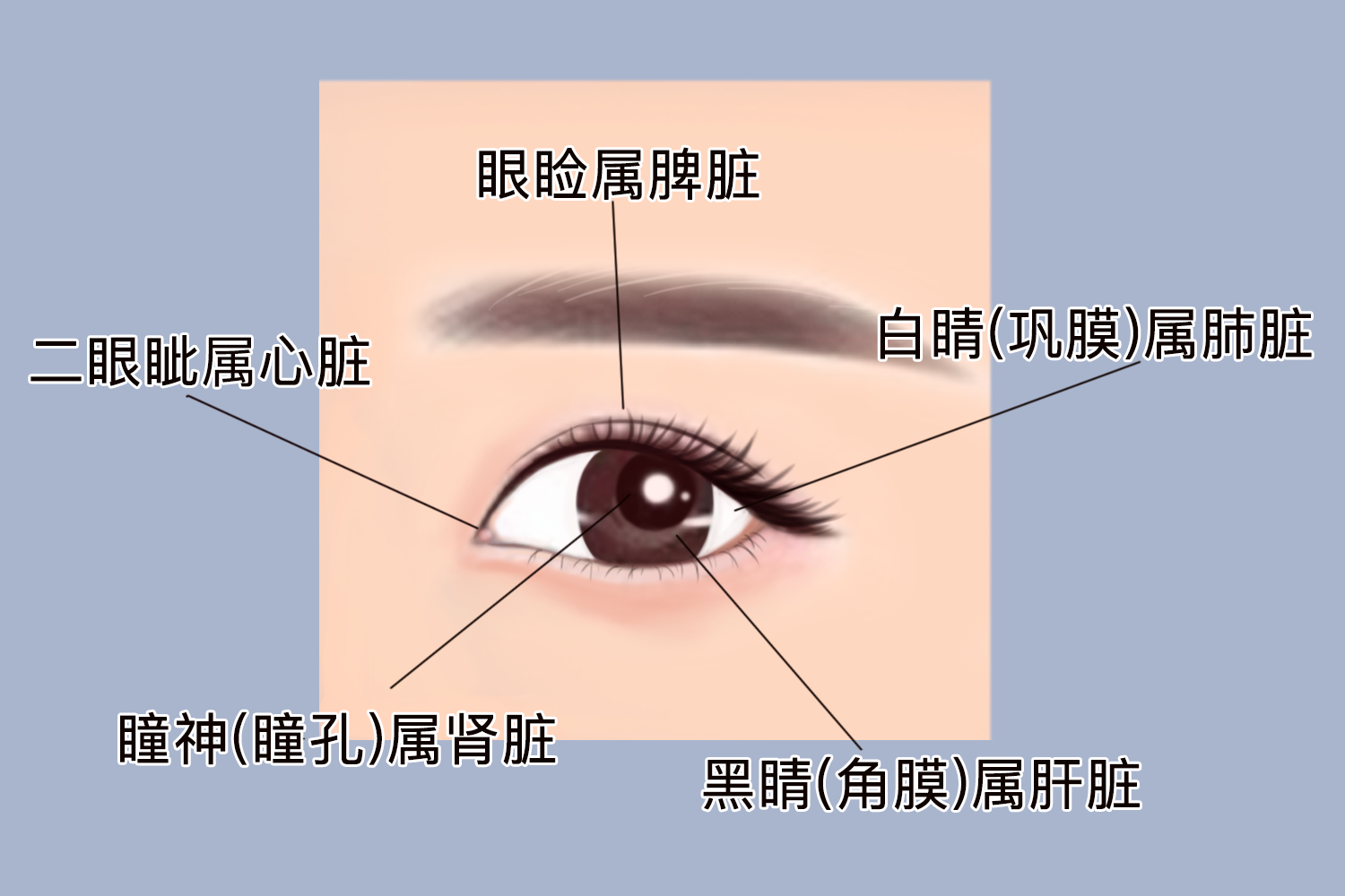 眼睛代表五脏位置图