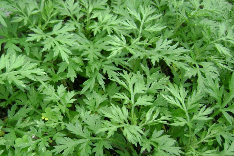 红艾叶植株图 红艾叶植株图