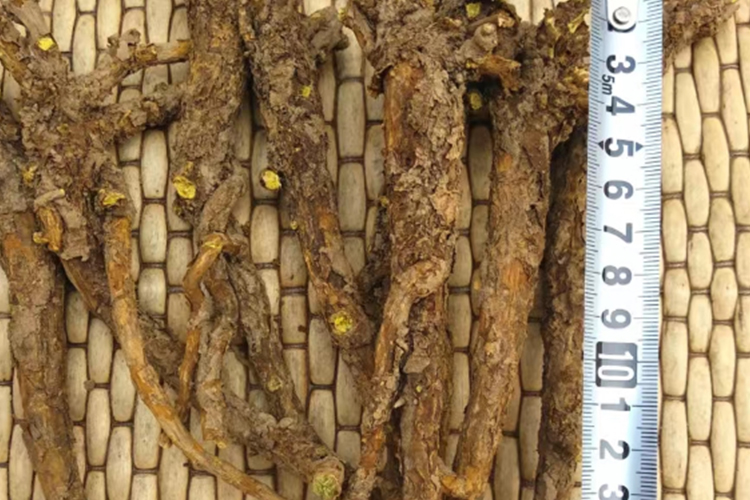 野生黄芩药材图