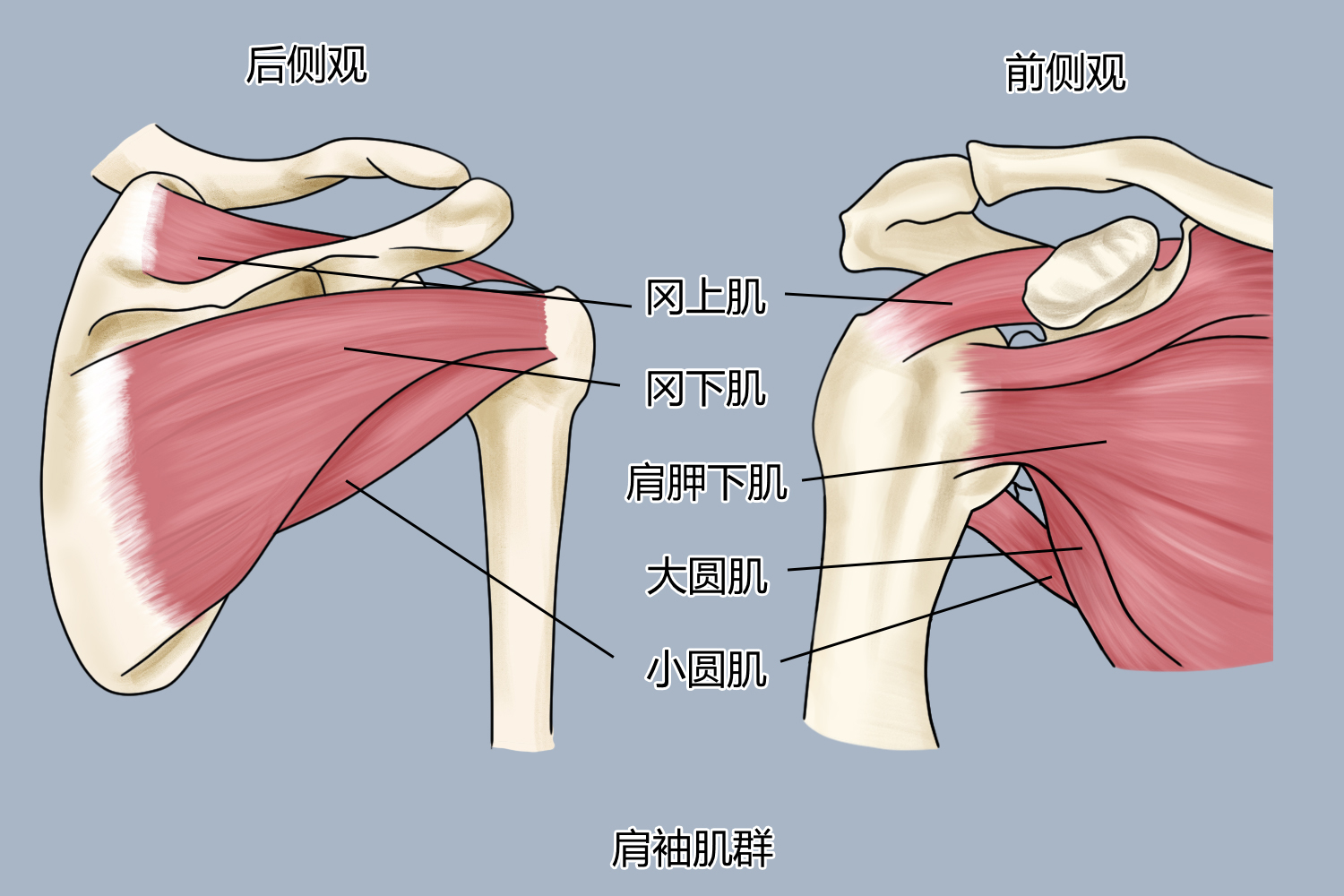 冈上肌解剖图片