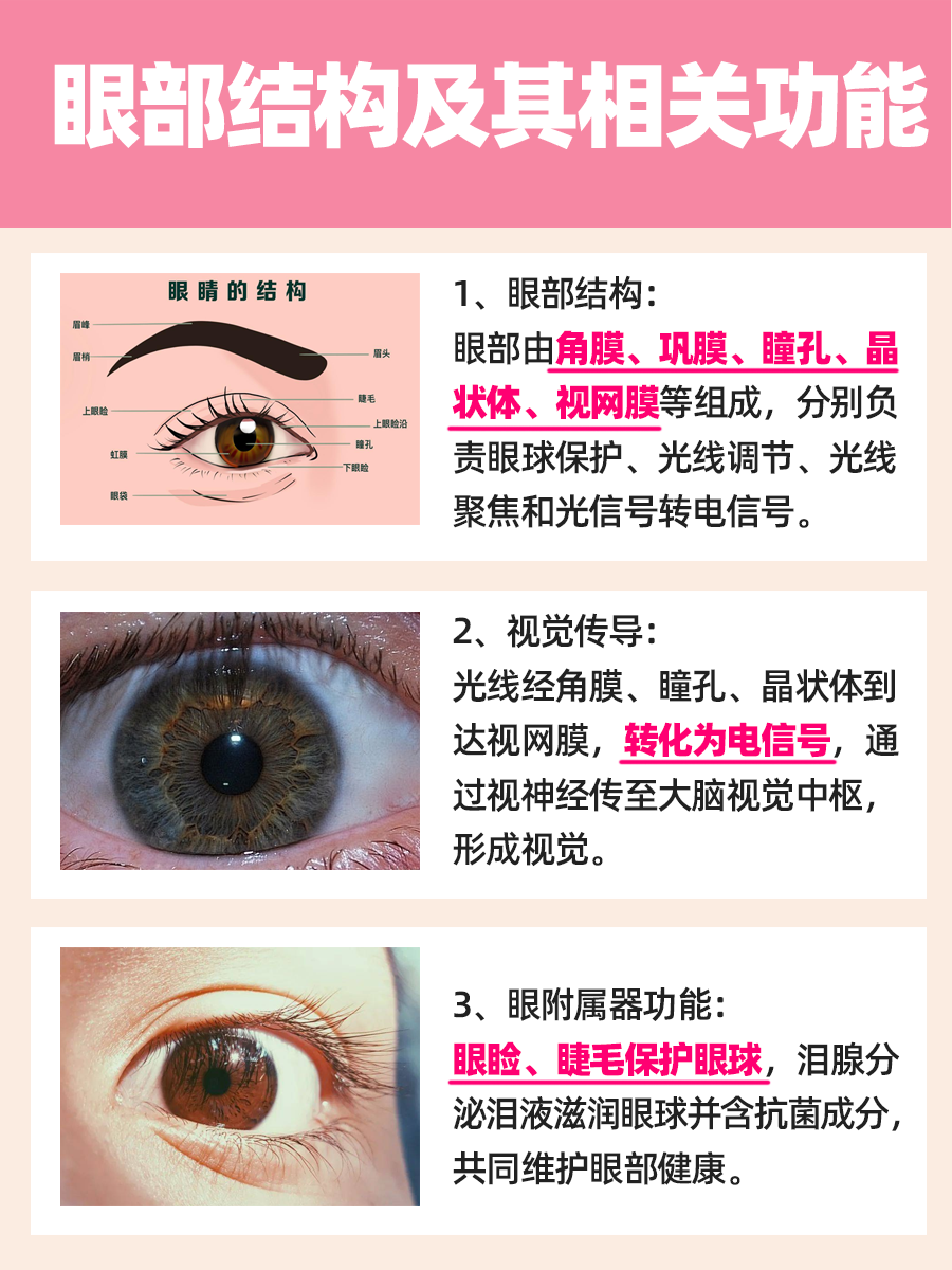 眼部结构图