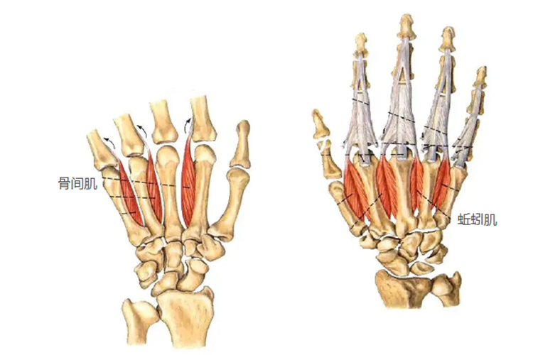 手上中间群肌肉图