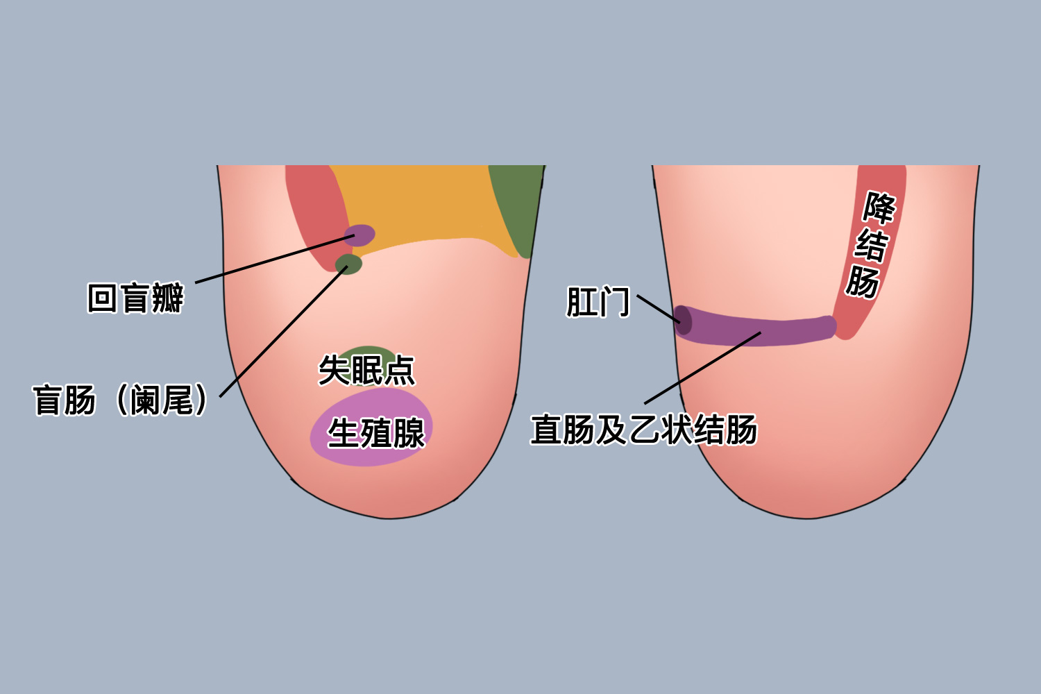 脚后跟反射区图 脚后跟反射区图
