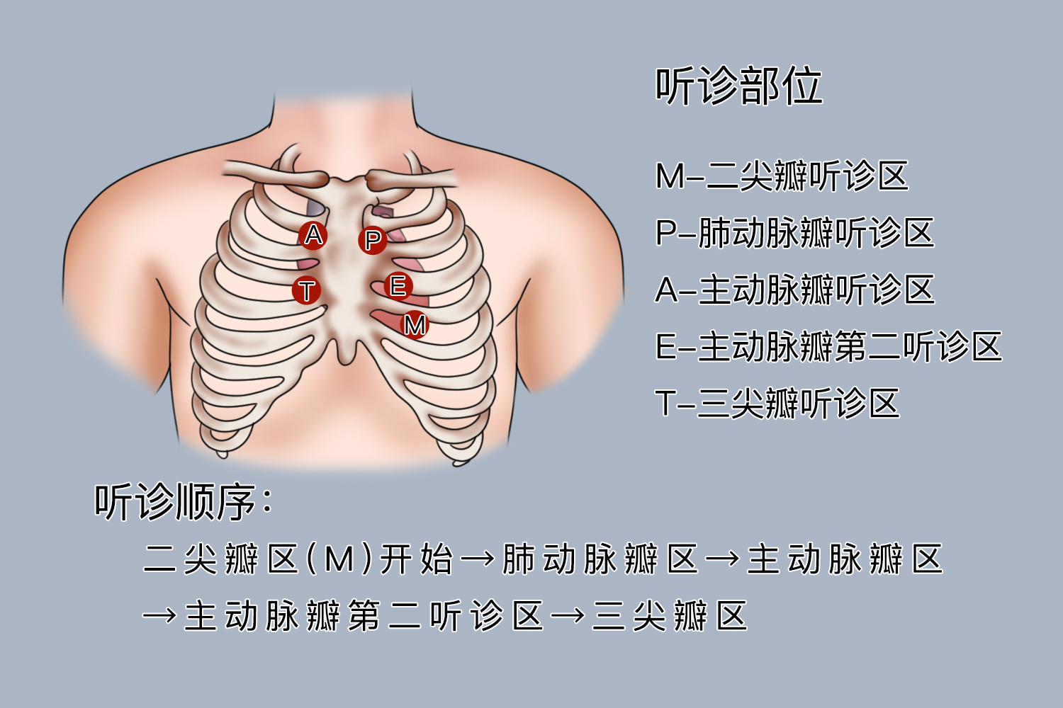 肺听诊部位示意图图片