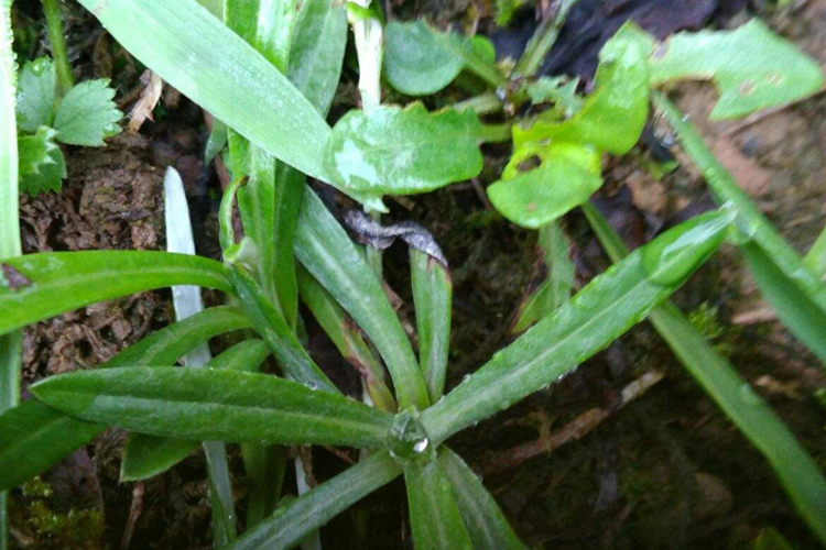 上青下白草药植物全株图