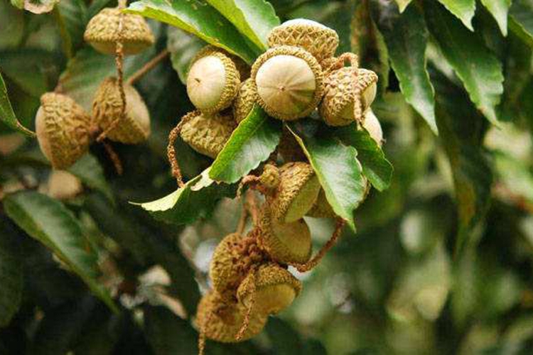 补肾果植株形态图