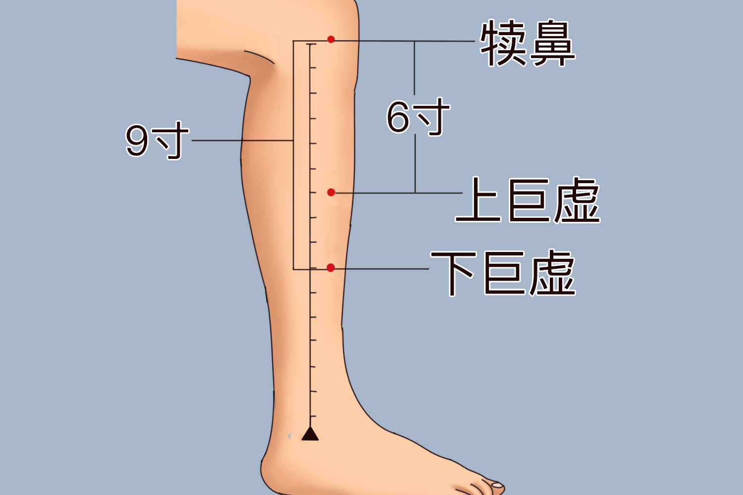 上巨虚、下巨虚位置图