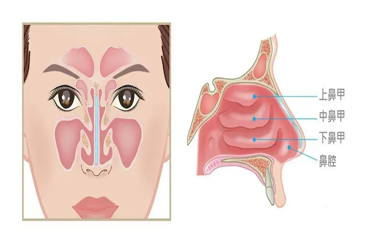 正常人鼻甲图