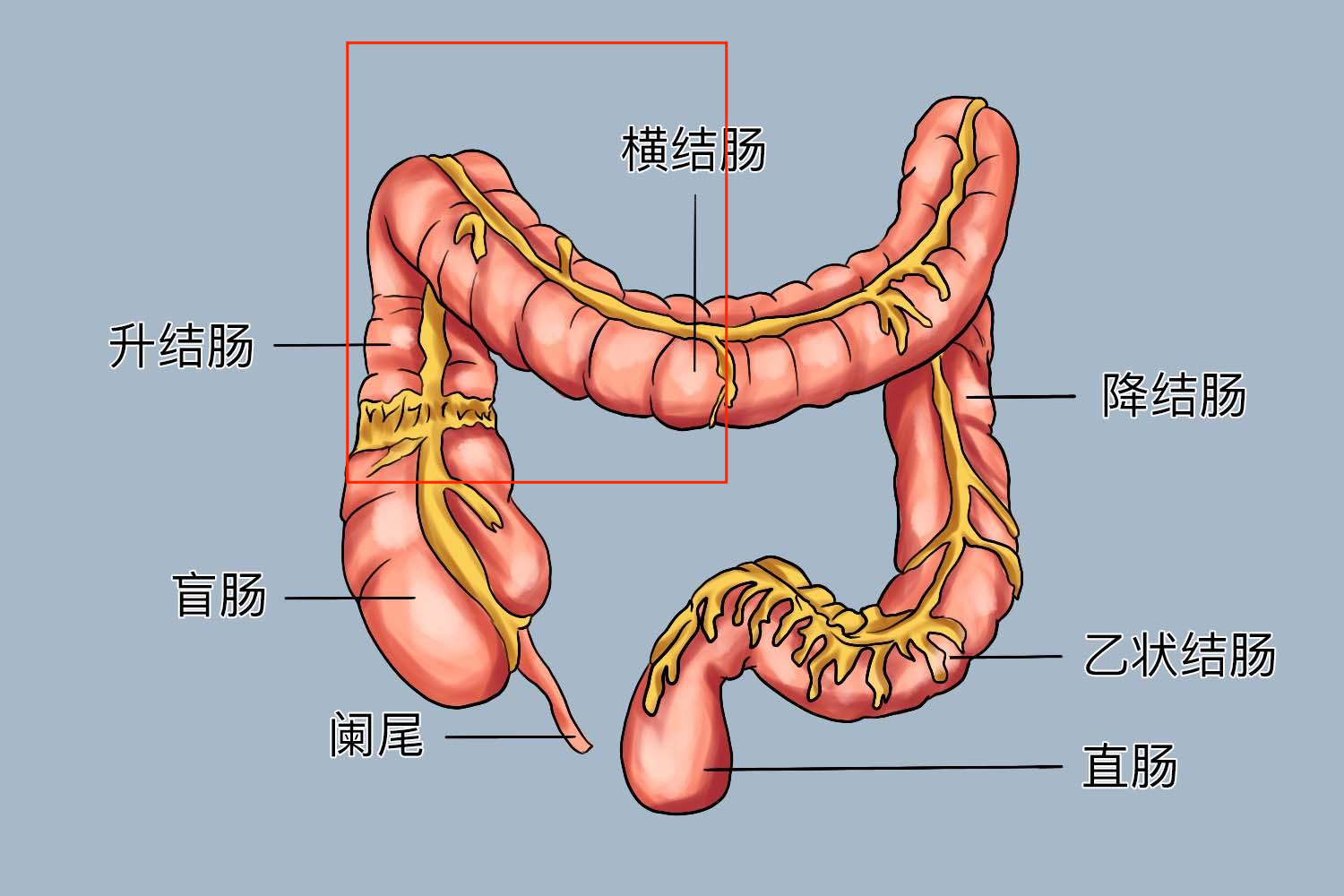 右结肠位置图