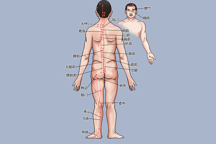足太阳膀胱经经络图