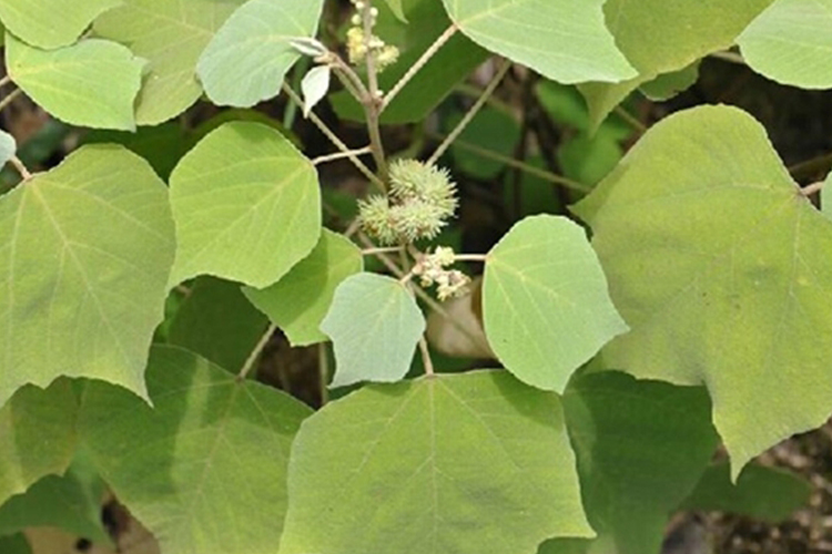 白背叶原形态图