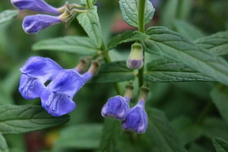 野生黄芩原植株图