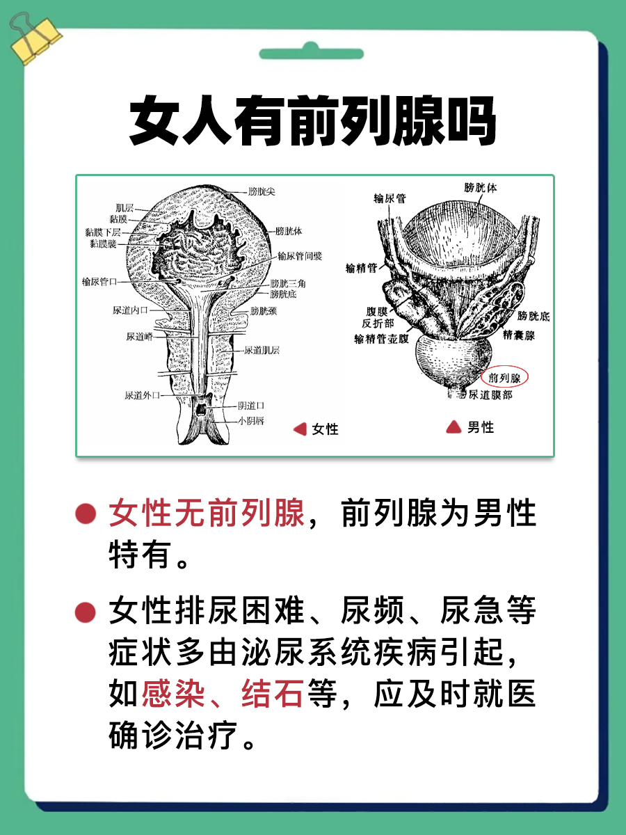 医生揭秘：女人有前列腺吗