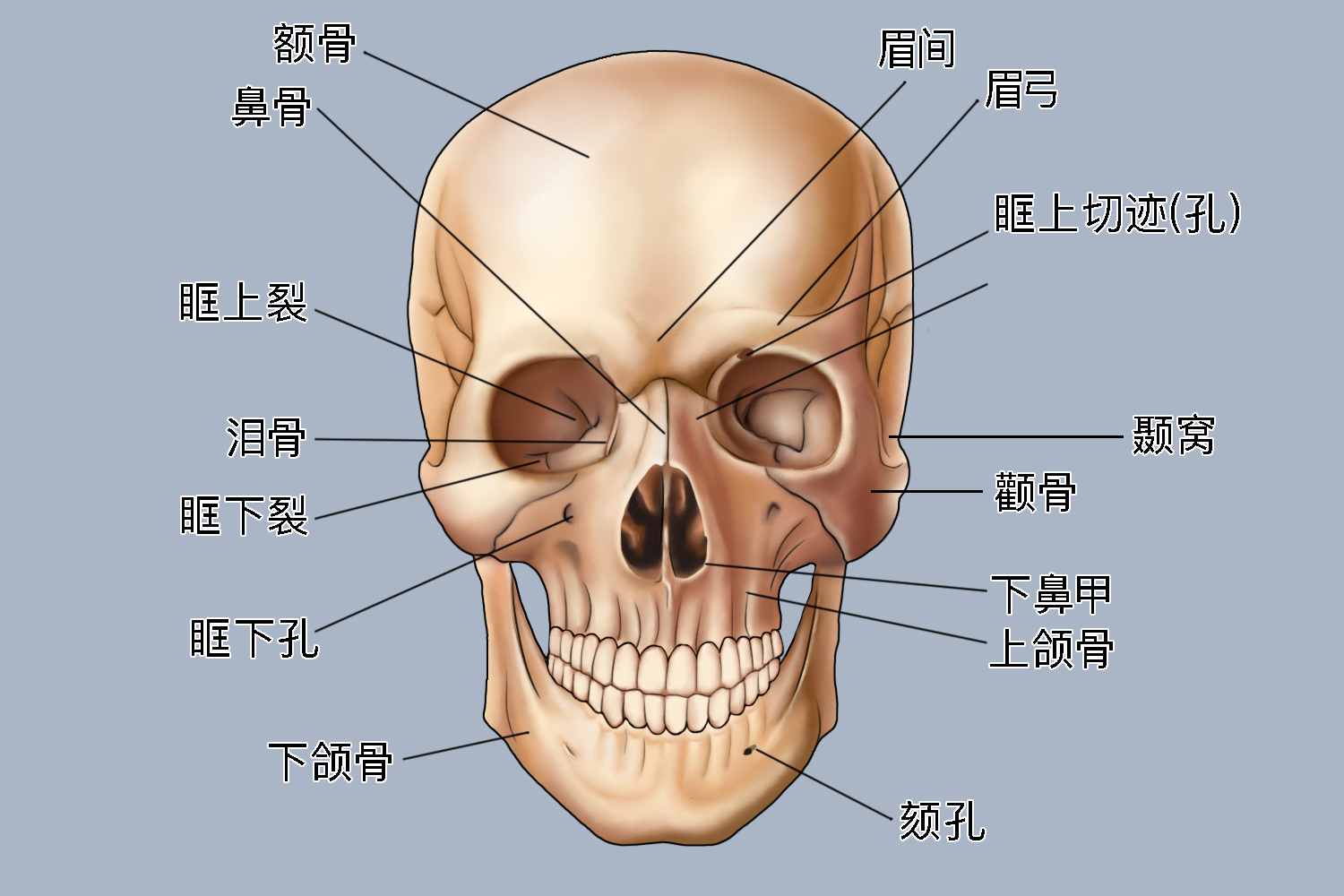 眶上孔解剖位置示意图