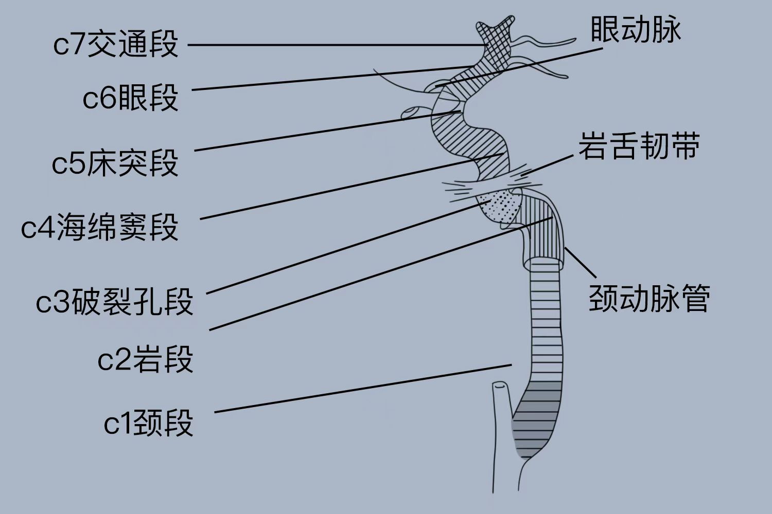 颈内动脉分段解剖图