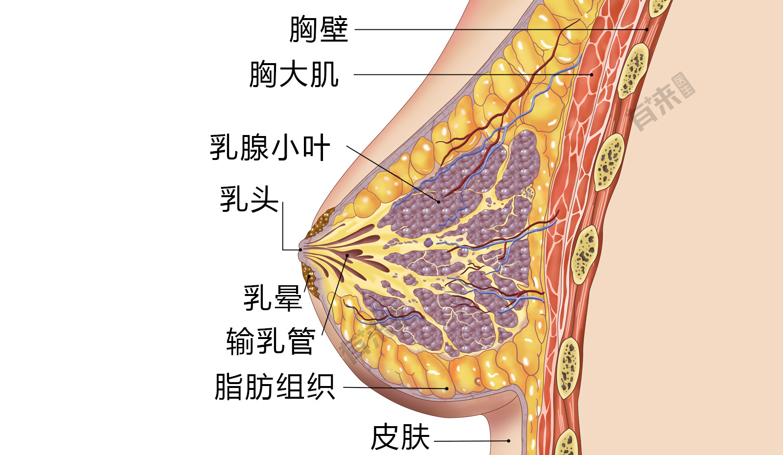 乳腺淋巴管走向图图片