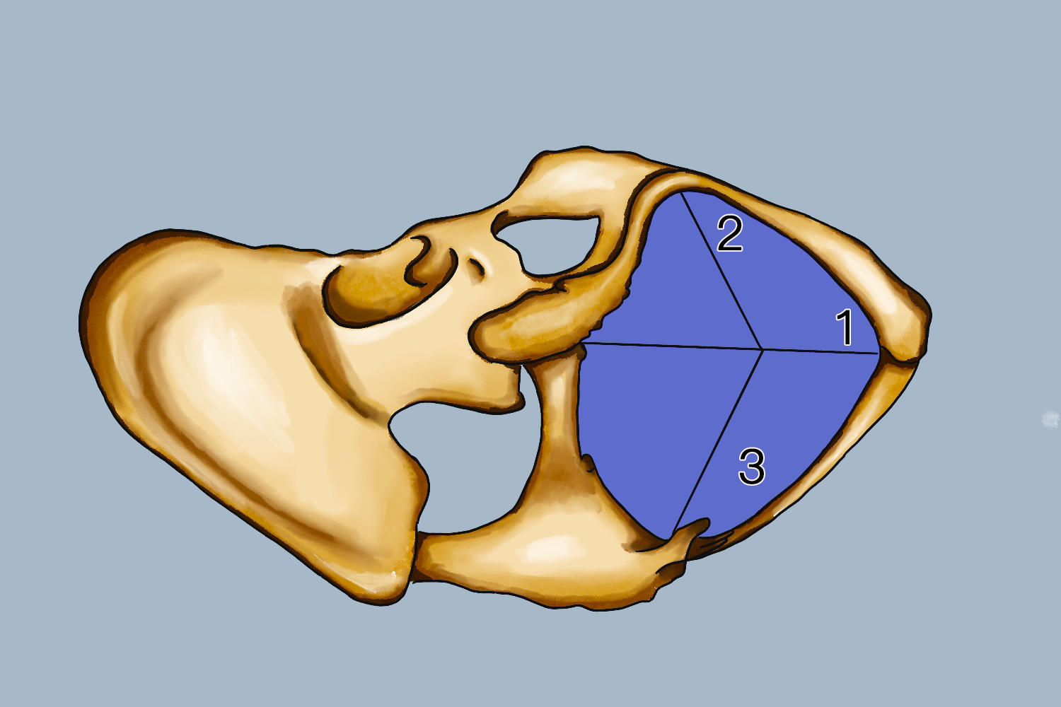 骨盆出口平面图