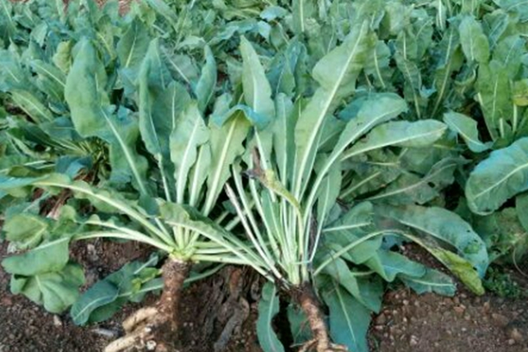 菘蓝全株植物图