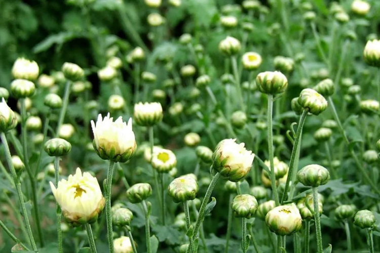 杭白菊植株图