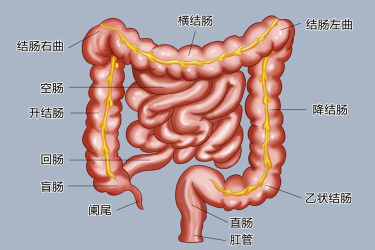 大肠结构图