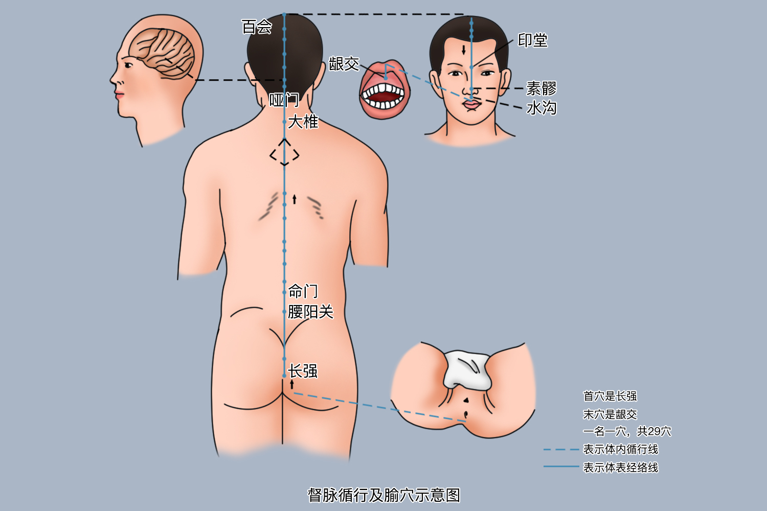 督脉位置图 督脉位置图