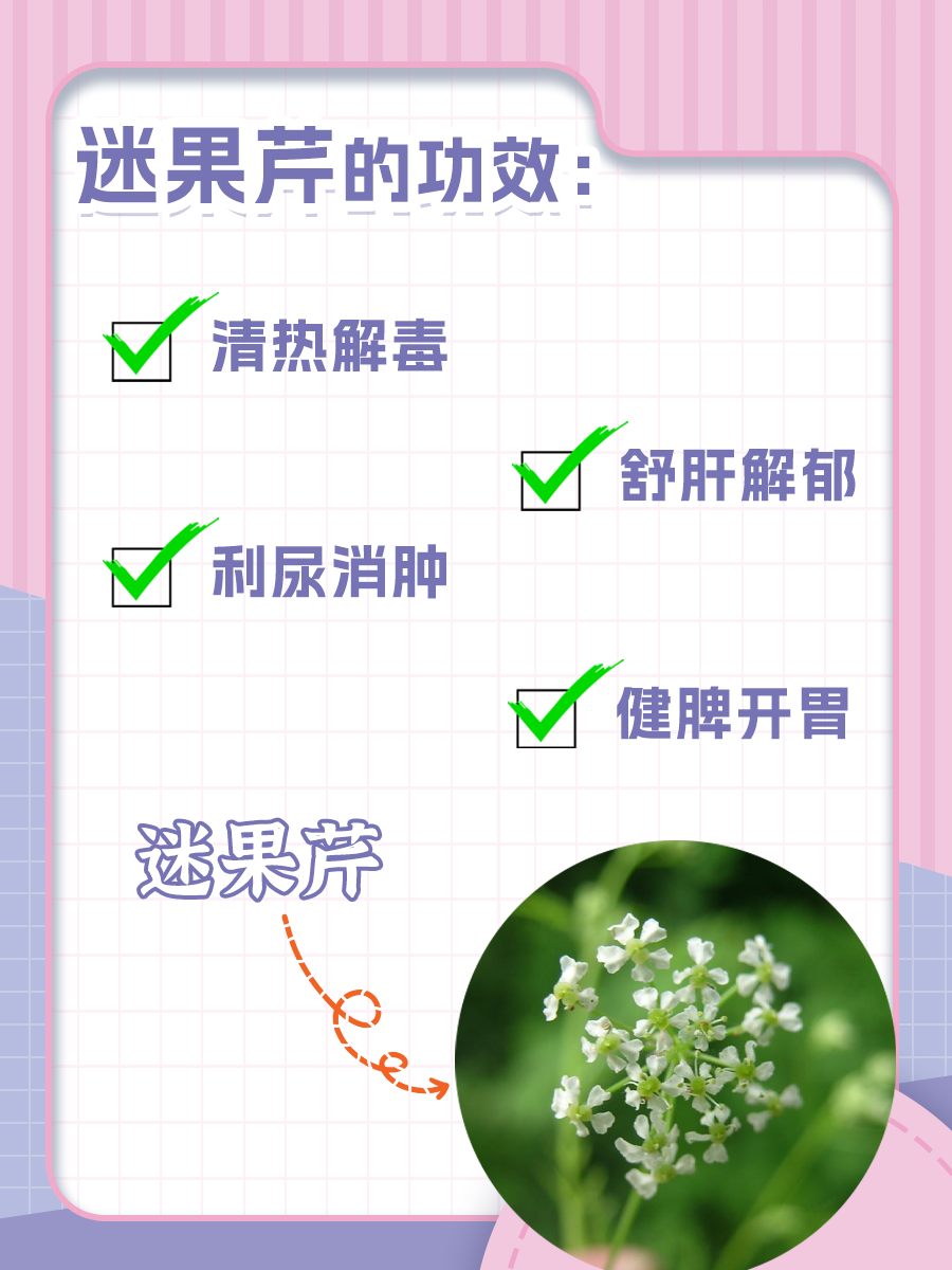 带你了解：迷果芹的功效与用途